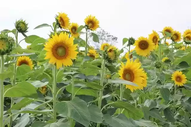Free download Sunflowers Plants Yellow -  free photo or picture to be edited with GIMP online image editor