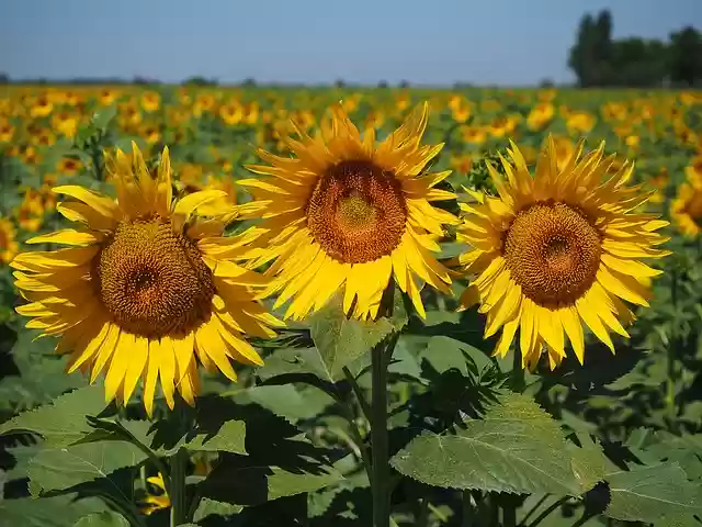 Free download sunflowers sunflower field free picture to be edited with GIMP free online image editor