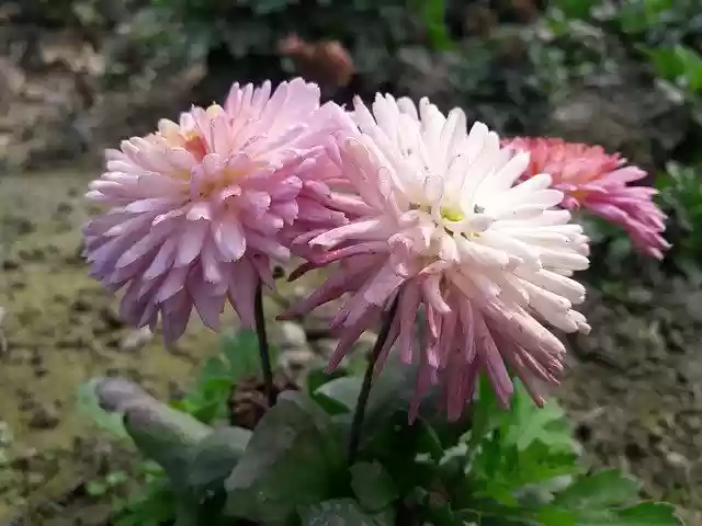 Free download Sun Flower Summer -  free photo or picture to be edited with GIMP online image editor