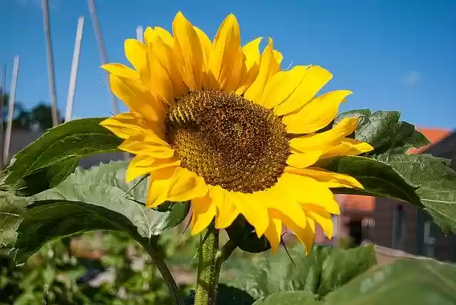 Free download Sunflower Summer Plant -  free photo or picture to be edited with GIMP online image editor