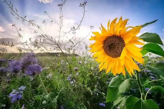 Free download Sunflower Sunbeam Field -  free photo or picture to be edited with GIMP online image editor