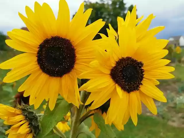 Bezpłatne pobieranie Sunflower Sunny Yellow - bezpłatne zdjęcie lub obraz do edycji za pomocą internetowego edytora obrazów GIMP