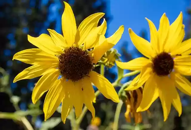 Bezpłatne pobieranie Sunflowers Wild Outside - bezpłatne zdjęcie lub obraz do edycji za pomocą internetowego edytora obrazów GIMP