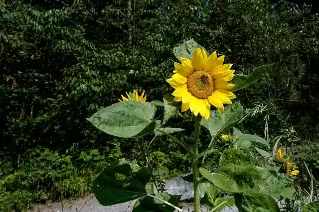 Free download Sunflower Yellow Plant free photo template to be edited with GIMP online image editor