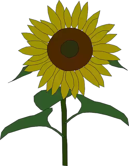 Free download Sunflower Yellow Sun - Free vector graphic on Pixabay free illustration to be edited with GIMP free online image editor