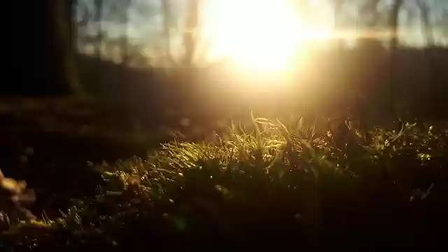 Free download Sun Forest Moss -  free photo or picture to be edited with GIMP online image editor