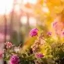 Sun Kissed Pelargonium Display  screen for extension Chrome web store in OffiDocs Chromium