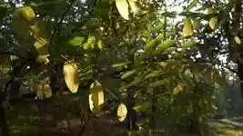 Free download Sunlight Autumn Fall -  free video to be edited with OpenShot online video editor