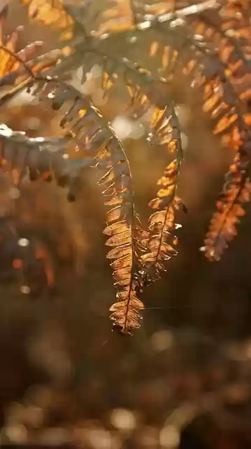 Free download sunlight royal fern fern foliage free picture to be edited with GIMP free online image editor