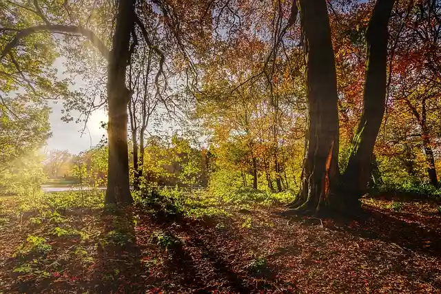 Free download sunlight shadows autumn free picture to be edited with GIMP free online image editor