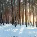 Sunlight through the trees  screen for extension Chrome web store in OffiDocs Chromium