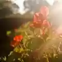 Sunlit Scarlet Blooms  screen for extension Chrome web store in OffiDocs Chromium