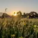 Sunrise and flowers  screen for extension Chrome web store in OffiDocs Chromium
