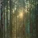 Sunrise Interface In Wild Forest  screen for extension Chrome web store in OffiDocs Chromium