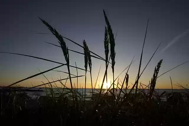 免费下载 Sunrise Marram Grass Sun - 可使用 GIMP 在线图像编辑器编辑的免费照片或图片