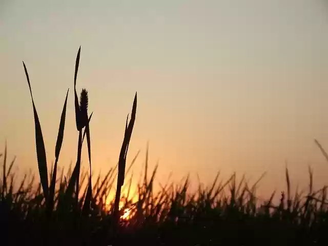 Free download Sunrise Meadow Nature -  free photo or picture to be edited with GIMP online image editor