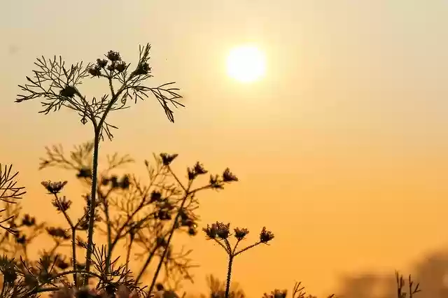 Free download Sunrise Morning Flower In My -  free photo or picture to be edited with GIMP online image editor