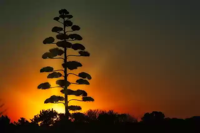 Gratis download Sunrise Tree Nature - gratis foto of afbeelding om te bewerken met GIMP online afbeeldingseditor