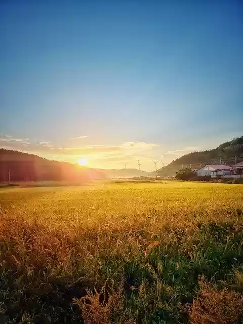 Free download sunrise wind power ch rice paddies free picture to be edited with GIMP free online image editor