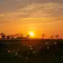 Sunset behind the trees  screen for extension Chrome web store in OffiDocs Chromium