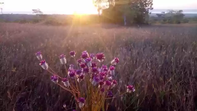 Free download Sunset Flower Afternoon -  free photo or picture to be edited with GIMP online image editor