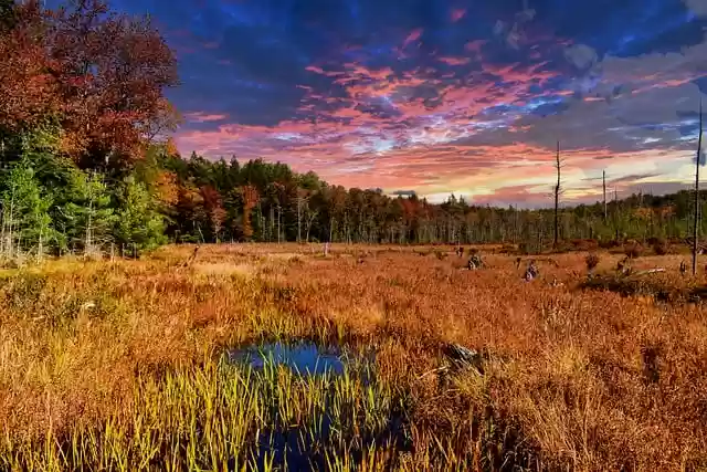 Free download sunset marsh forest clouds trees free picture to be edited with GIMP free online image editor