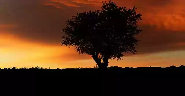 Free download Sunset Nature Tree -  free free photo or picture to be edited with GIMP online image editor