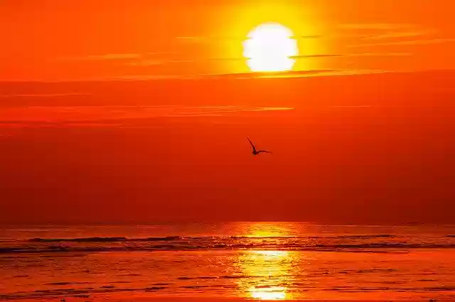 Free download Sunset Ocean Seagull -  free photo or picture to be edited with GIMP online image editor