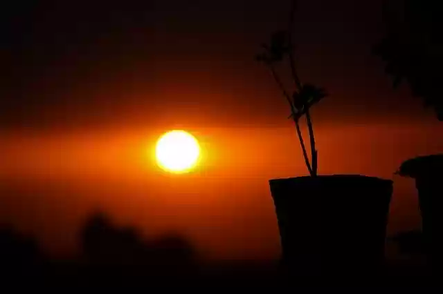 Free download Sunset Plant Grass -  free photo or picture to be edited with GIMP online image editor