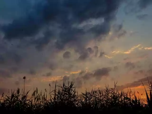 Free download Sunset Reed Sky -  free photo or picture to be edited with GIMP online image editor