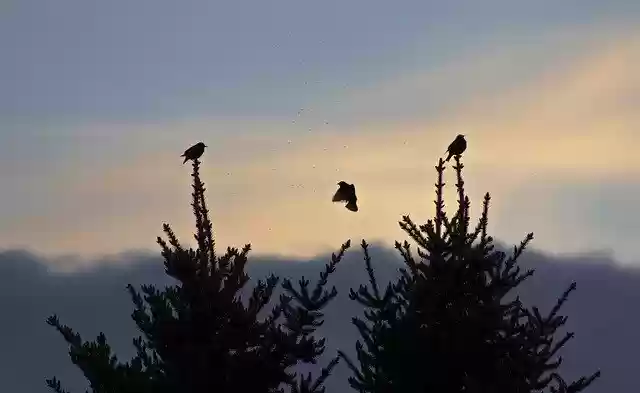 Free download Sunset Silhouette Trees -  free photo or picture to be edited with GIMP online image editor