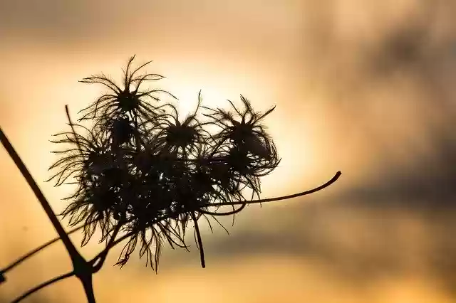 Free download Sunset Siluett Nature free photo template to be edited with GIMP online image editor