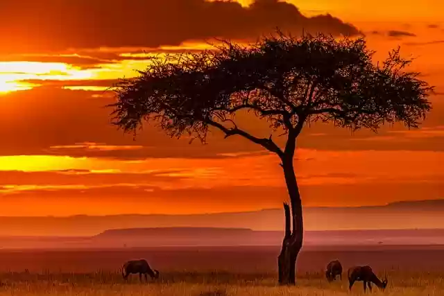 Free download sunset sunrise magical wild animals free picture to be edited with GIMP free online image editor