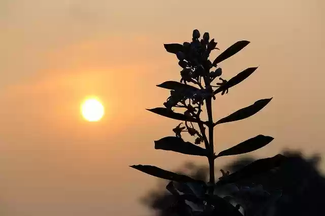 Free download Sunset Sunrise Plant -  free photo or picture to be edited with GIMP online image editor