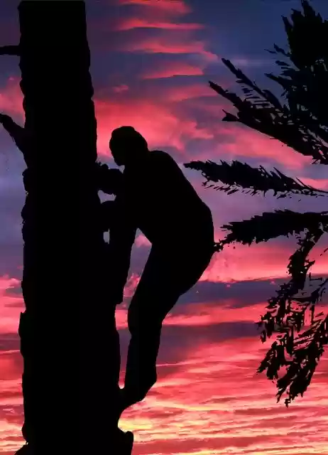 Free download Sunset Tree Date Palms -  free free photo or picture to be edited with GIMP online image editor