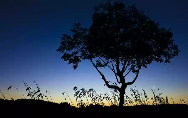 Free download Sunset Trees Landscape -  free illustration to be edited with GIMP free online image editor