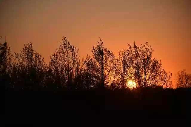 Free download Sunset Trees Tree -  free photo or picture to be edited with GIMP online image editor