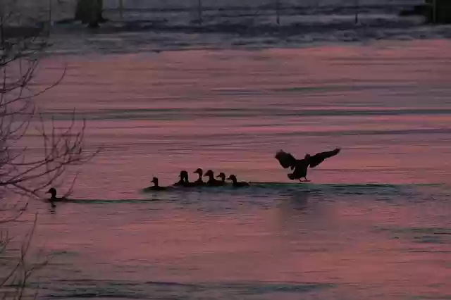 Free download sunset water ducks silhouette glow free picture to be edited with GIMP free online image editor