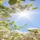 sunshine and flowers wallpaper  screen for extension Chrome web store in OffiDocs Chromium