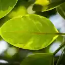 sunshine and leaves  screen for extension Chrome web store in OffiDocs Chromium