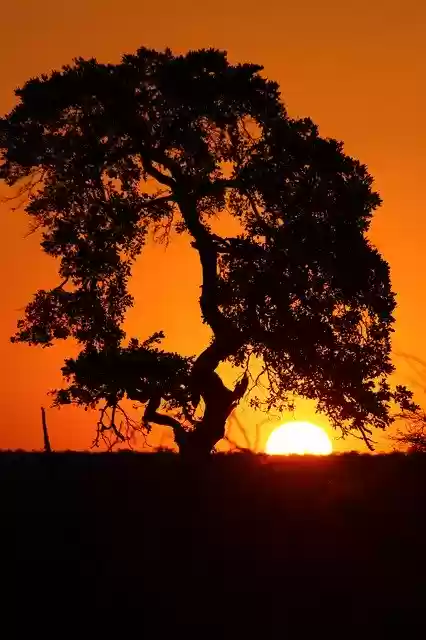 Free download Sun South Africa Nature -  free free photo or picture to be edited with GIMP online image editor