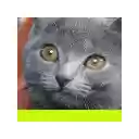 Super CATS!  screen for extension Chrome web store in OffiDocs Chromium