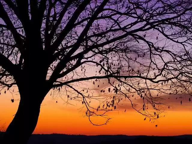 Free download Surreal Mood Tree -  free photo or picture to be edited with GIMP online image editor
