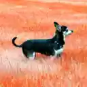 Surreal Swirl  screen for extension Chrome web store in OffiDocs Chromium Surreal Swirl  screen for extension Chrome web store in OffiDocs Chromium