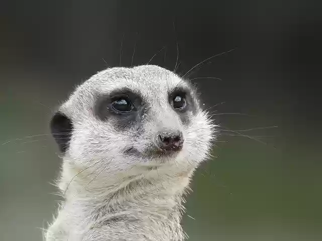 Free download Surykatka Mammal Animals -  free photo or picture to be edited with GIMP online image editor