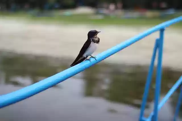 Free download Swallow Bird Birds -  free photo or picture to be edited with GIMP online image editor