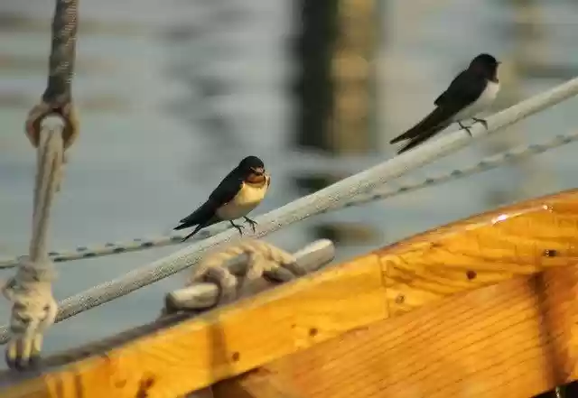 Free download Swallows Barn Rest -  free photo or picture to be edited with GIMP online image editor