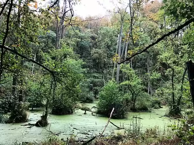 Free download Swamp Green Landscape -  free photo or picture to be edited with GIMP online image editor