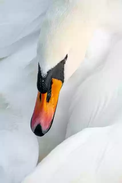 Free download swan beak feathers plumage avian free picture to be edited with GIMP free online image editor