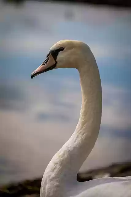 Free download swan bird animal nature pose lake free picture to be edited with GIMP free online image editor